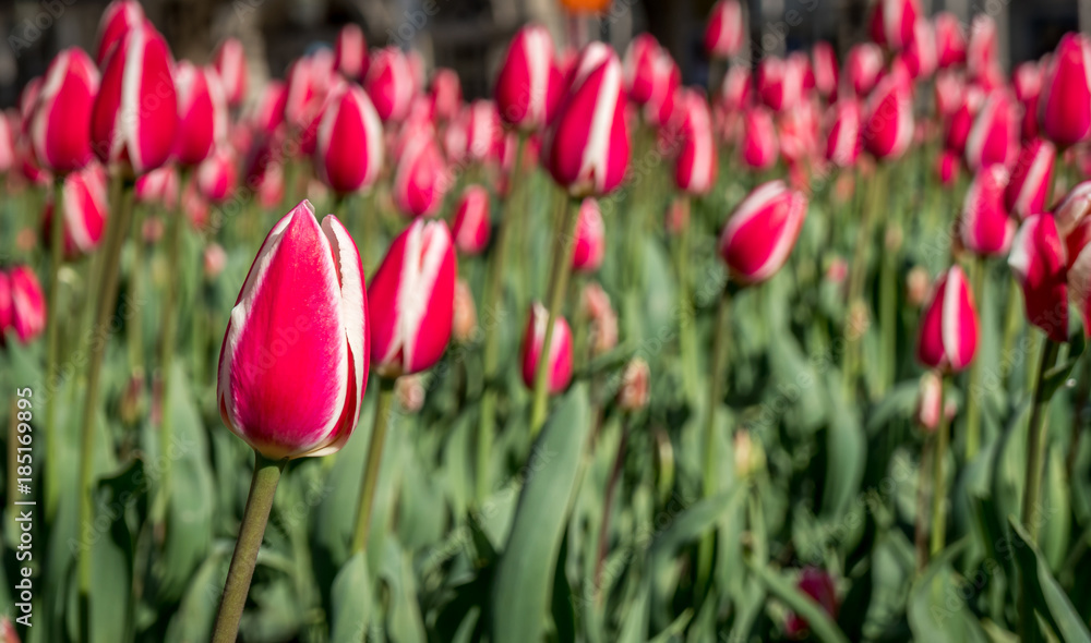 Obraz premium One tulip in a garden of tulips