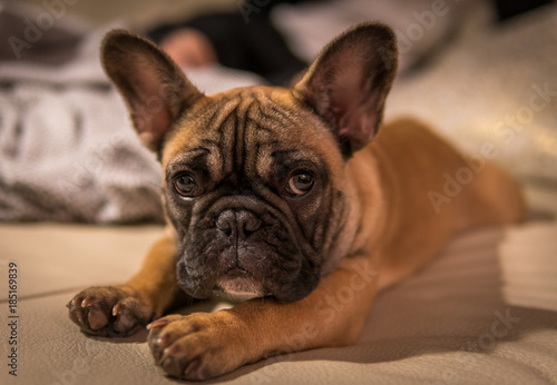 French bulldog laying down © LinedPhotography