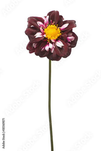 Fototapeta Naklejka Na Ścianę i Meble -  Flower dahlia isolated on white background. Flat lay, top view