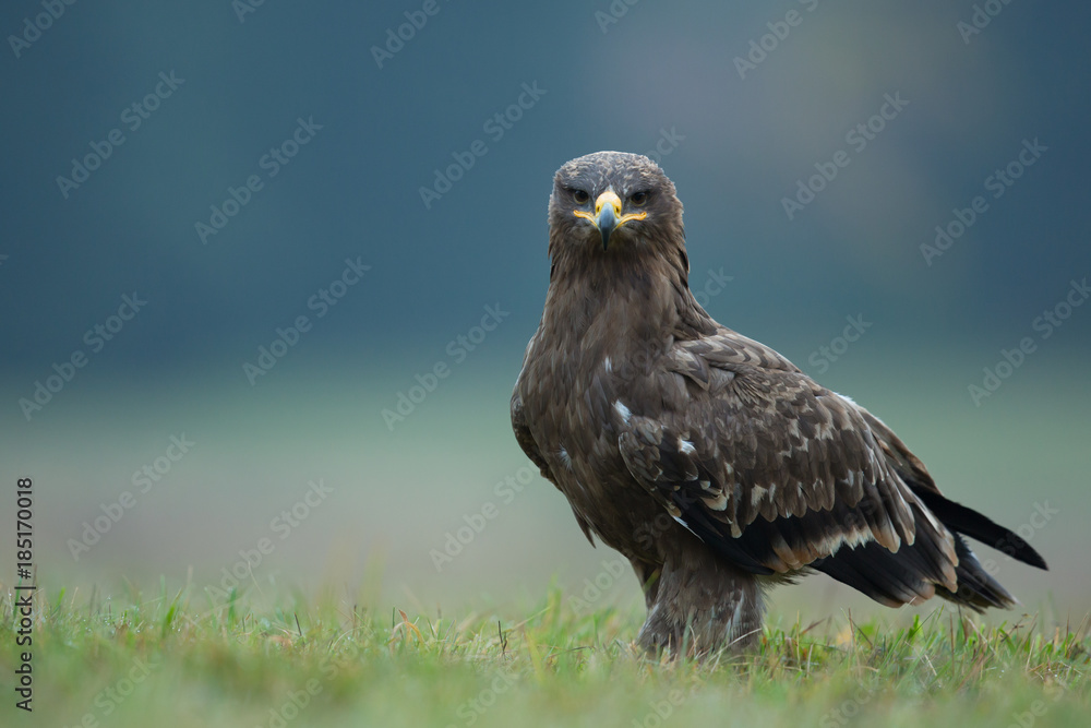 Fototapeta premium Steppe eagle