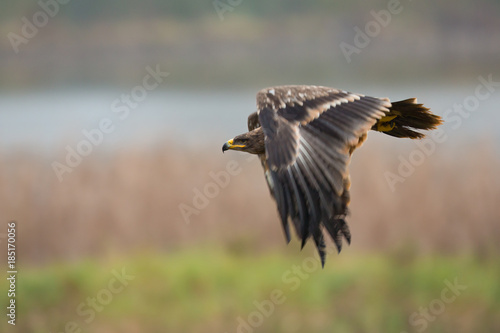 Steppe eagle © Milan