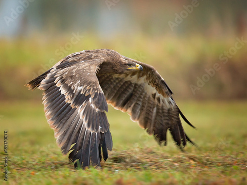 Steppe eagle