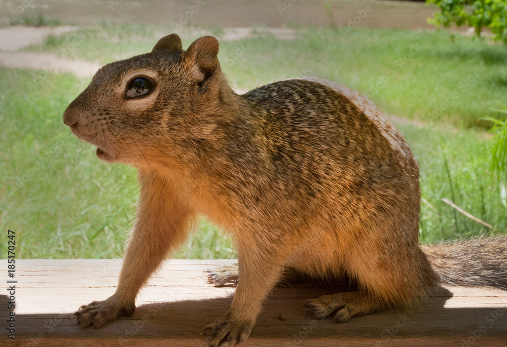 Squirrel Squirrel