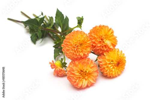 Fototapeta Naklejka Na Ścianę i Meble -  Flowers of beautiful bouquet orange dahlias macro nature isolated on white background. Botanical, concept, flora, idea. Flat lay, top view. Wedding, bride, love