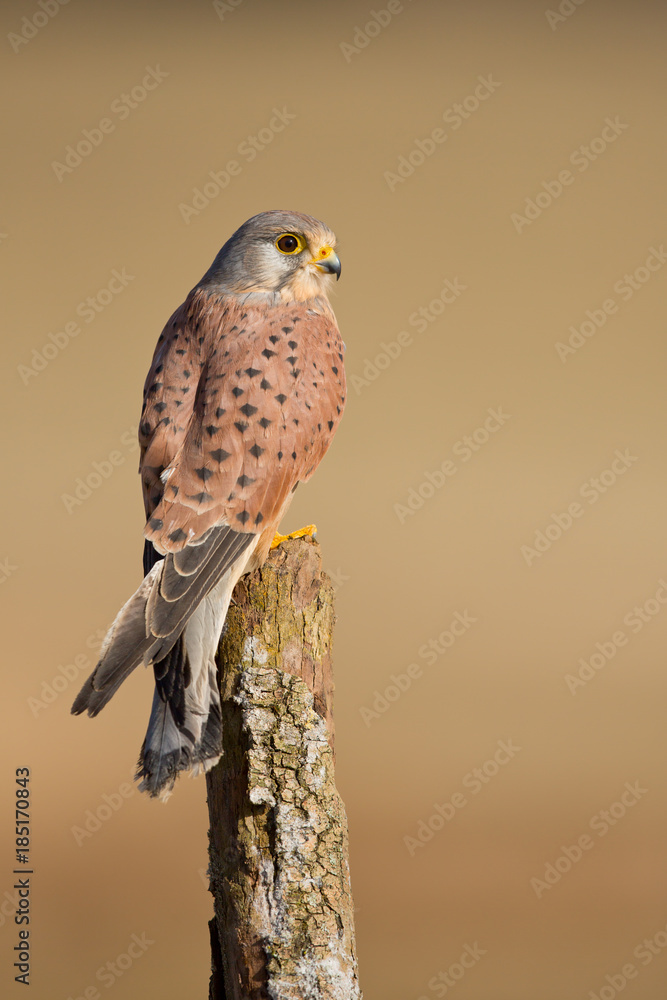 Common kestrel Common kestrel