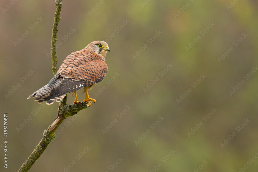 Fototapeta premium Common kestrel