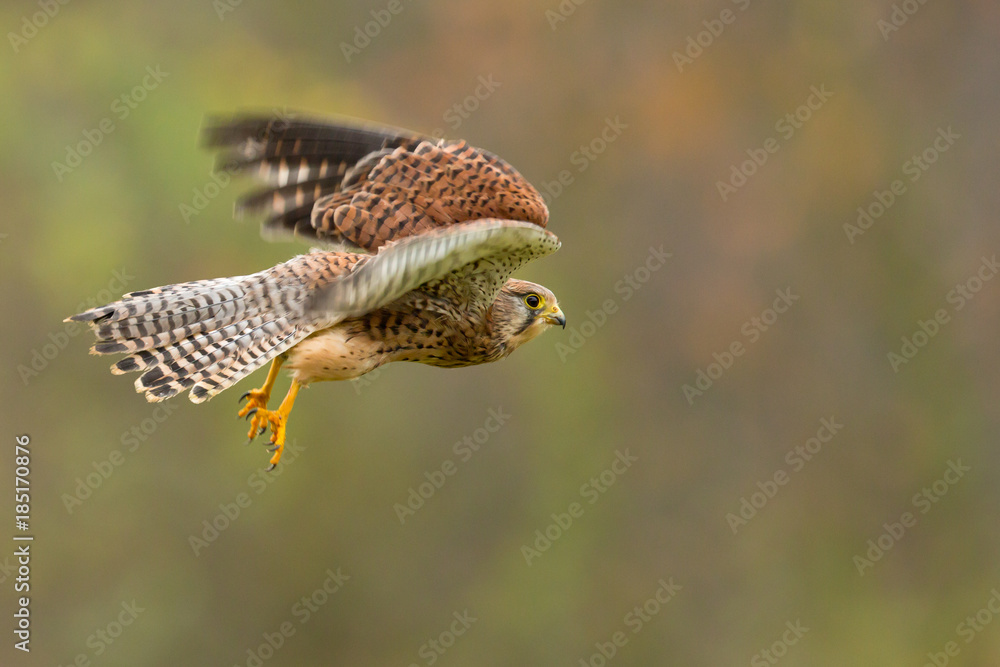 Fototapeta premium Common kestrel