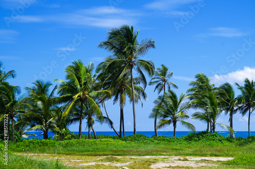 Palm trees in San Andres, Colombia in a beautiful beach background © Fotos 593