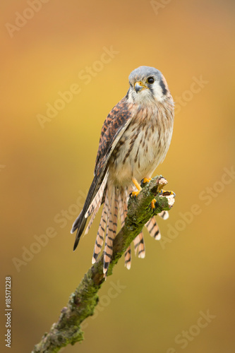 Foto American kestrel