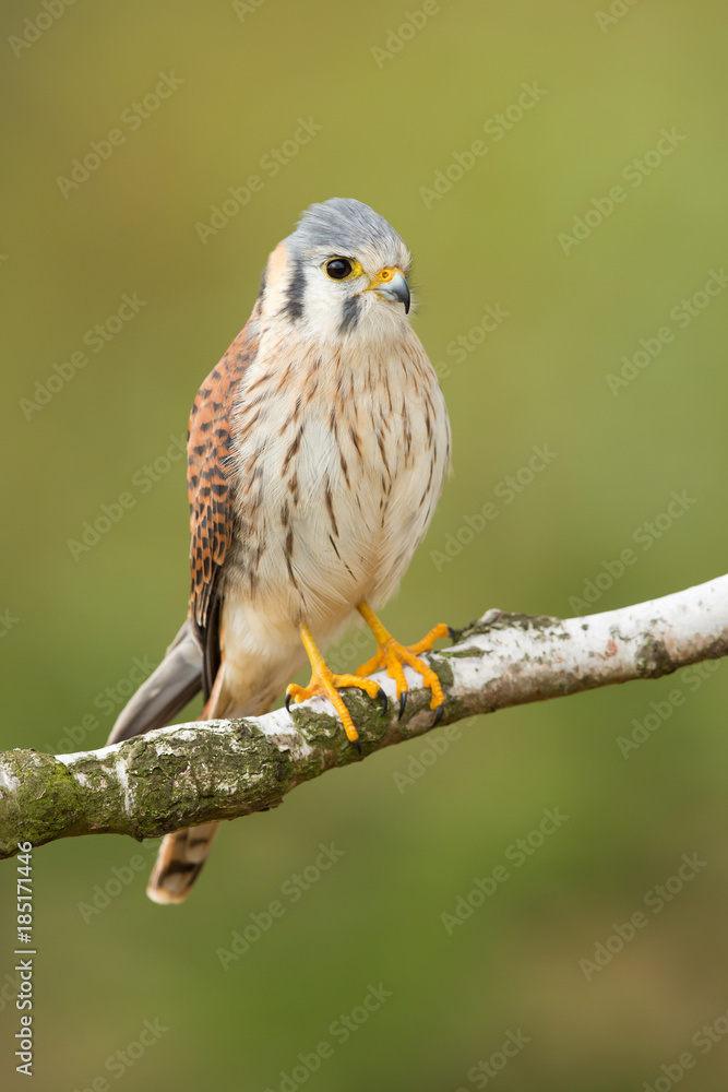 American kestrel American kestrel