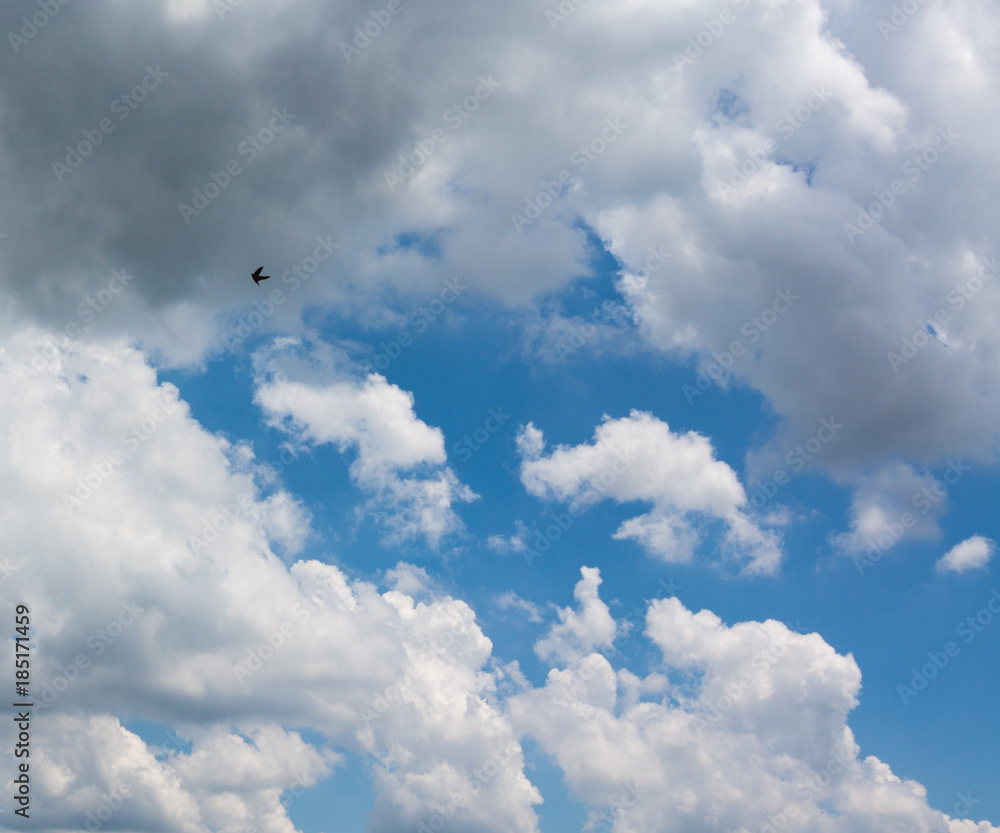 a bird flying in the clouds a bird flying in the clouds