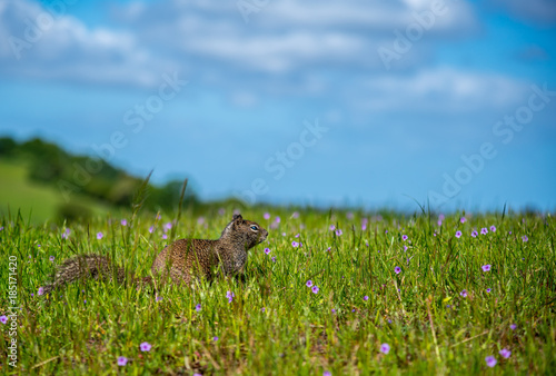 Squirrel on the green field © Dmitry Caraman