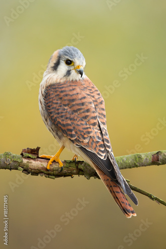 Bild auf Leinwand American kestrel