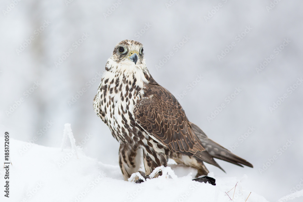 Fototapeta premium Saker falcon