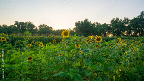field of sunflowers