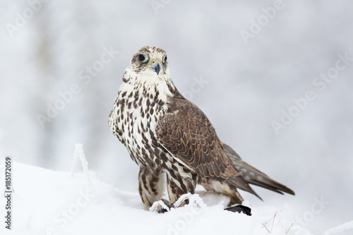 Saker falcon © Milan