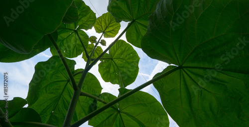 beanstalk looking squash