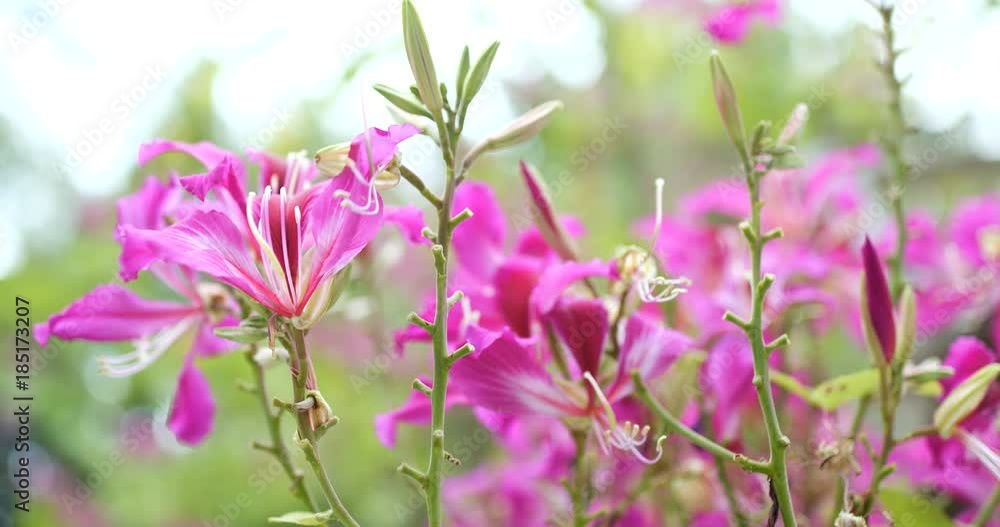 Pink Bauhinia flower in garden Pink Bauhinia flower in garden