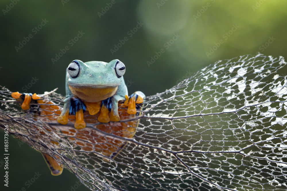 Obraz premium Tree frog, flying frog, javan tree frog
