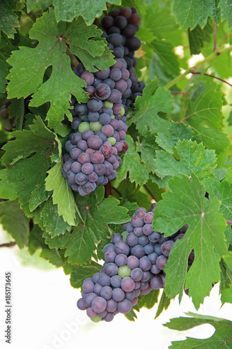 Grape vines with black grapes. Vineyard. Turkey.