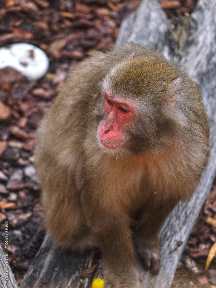 Fototapeta premium The image of monkey