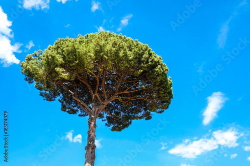 The image of mediterranean pine
