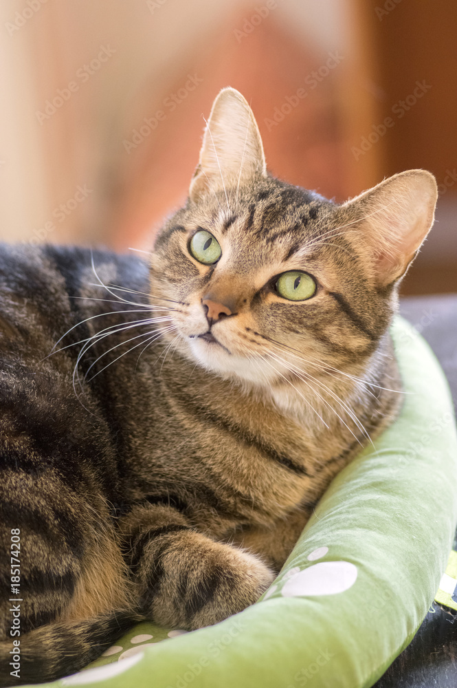 Lazy marble cat with magic lime eyes lying in green cat bed