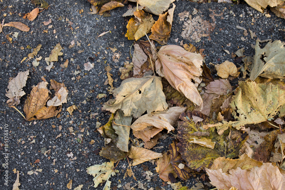 Autumn fallen leaves in on the asphalt useful for texture or background Autumn fallen leaves in on the asphalt useful for texture or background