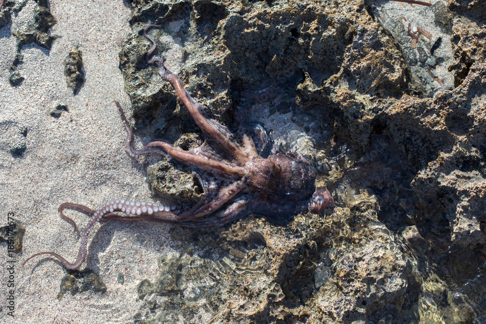 coconut octopus underwater portrait

