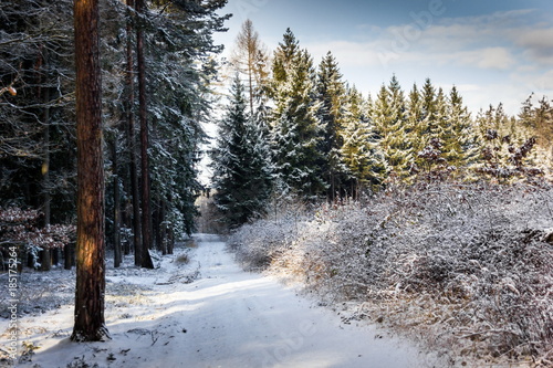 Wallpaper Mural Countryside road in winter forest in national park “Sumava”, Czech Republic. Torontodigital.ca