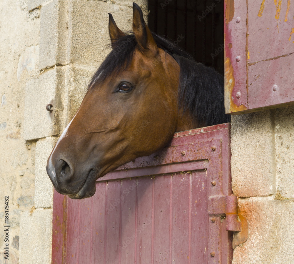 tête d'un cheval arabe bai dans une stalle d'écurie Stock Photo