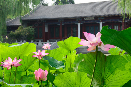 Fototapeta Naklejka Na Ścianę i Meble -  Blossom flower warm light. Lotus.