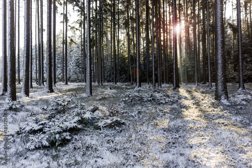 Fototapeta premium Cold winter day in forest in national park “Sumava”, Czech Republic.