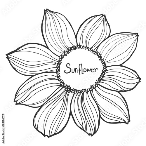 Fototapeta Naklejka Na Ścianę i Meble -  beautiful black and white sunflower isolated on white background. Hand-drawn contour lines and strokes.