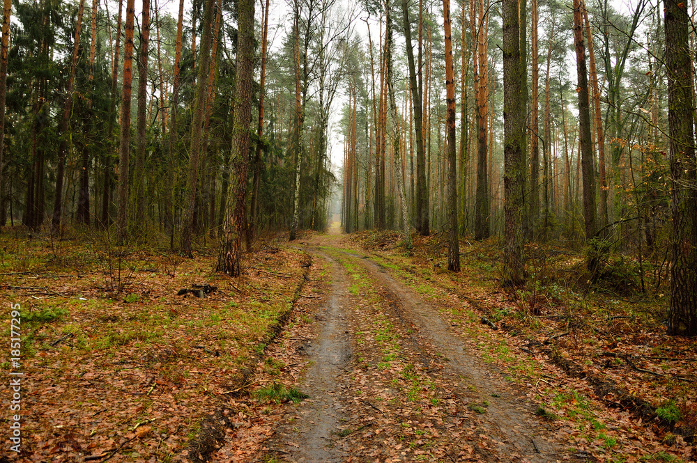 Fototapeta premium Leśna droga w pogodny słoneczny jesienny dzień.