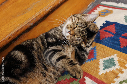 chat tigré tabby se lavant l'oreille photo