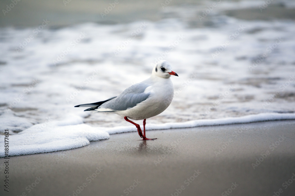 A flock of seagulls on the beach A flock of seagulls on the beach