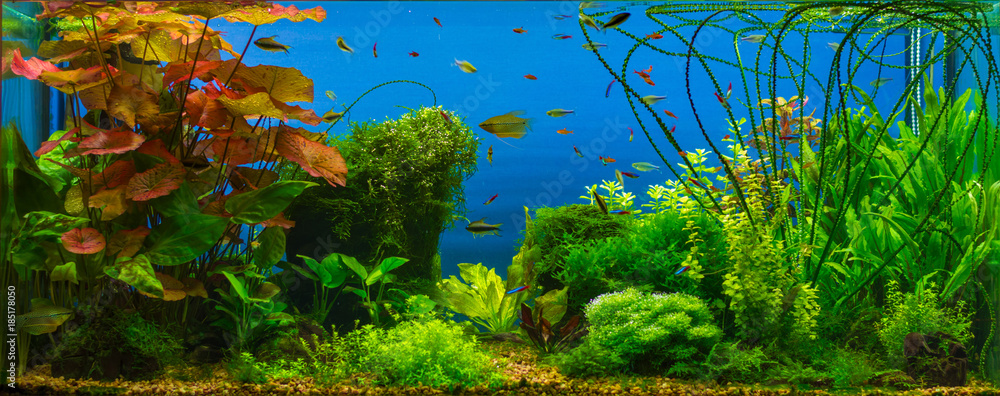 Wunschmotiv: Tropical fresh water aquarium #185178050