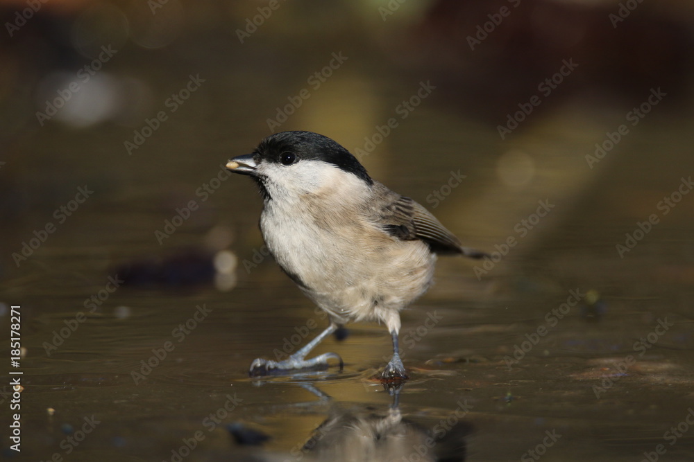 Obraz premium Cincia bigia