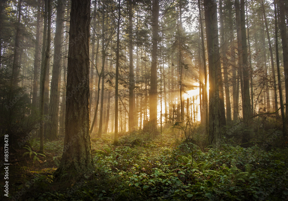 Naklejka premium Pacific Northwest Forest w mglisty poranek. Podczas pięknego wschodu słońca poranna mgła dodaje nastrojowej atmosfery jodłom i cedrom, które tworzą ten piękny las na wyspie.