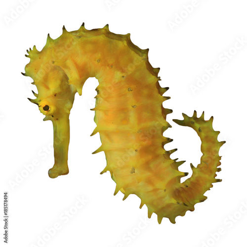 Yellow Thorny Seahorse isolated on white background