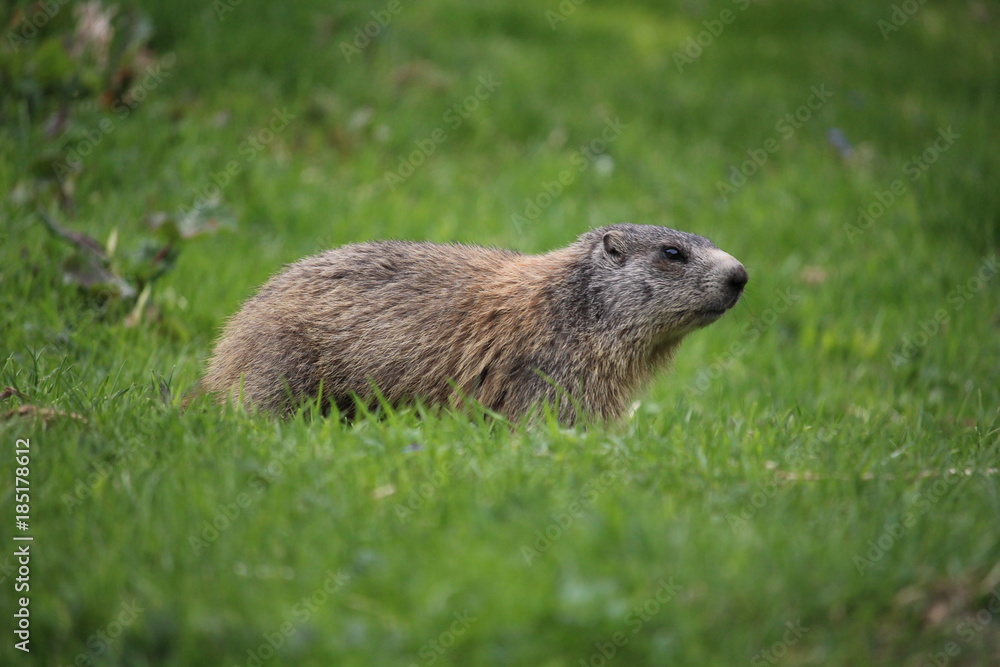 Marmotta Marmotta