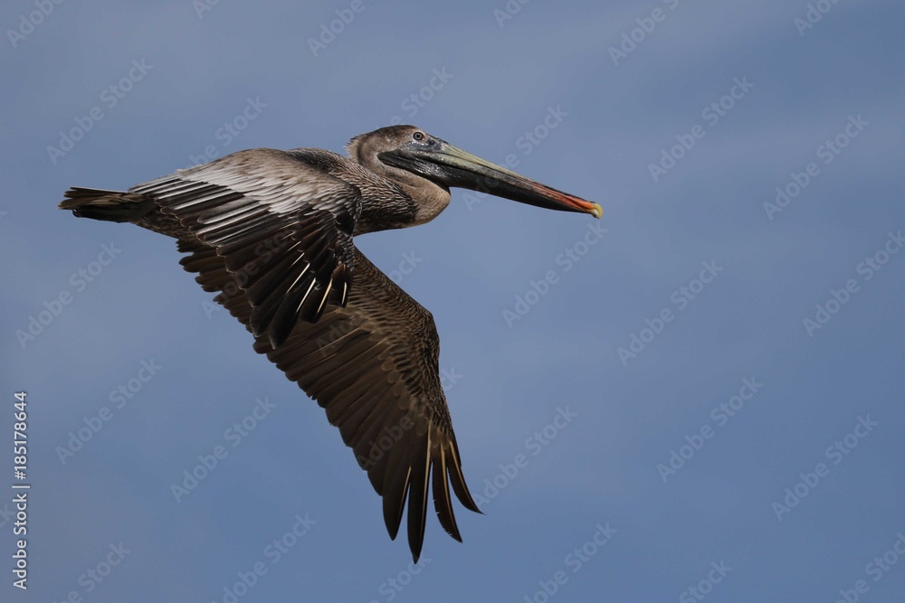 Obraz premium Pellicano bruno