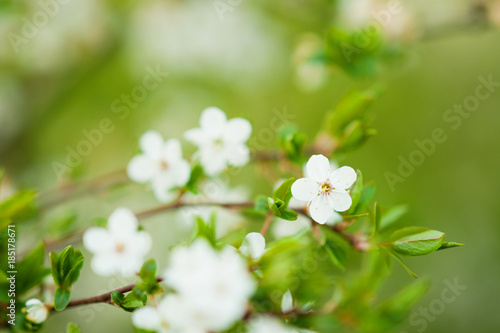 Plum cherry tree with flowers 