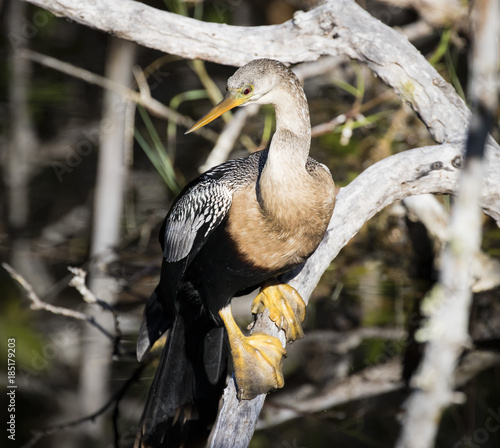 Anhinga in a Tree