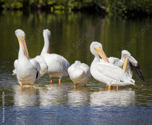 White Pelicans Grooming