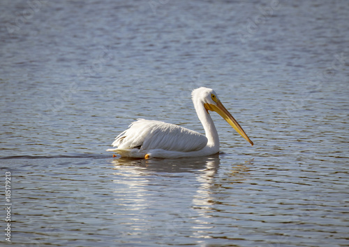 White Pelican Paddling Away