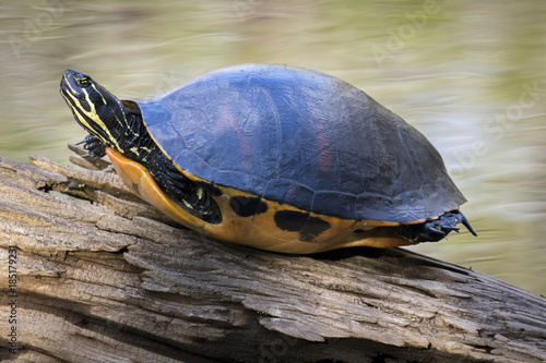 Turtle on a Log