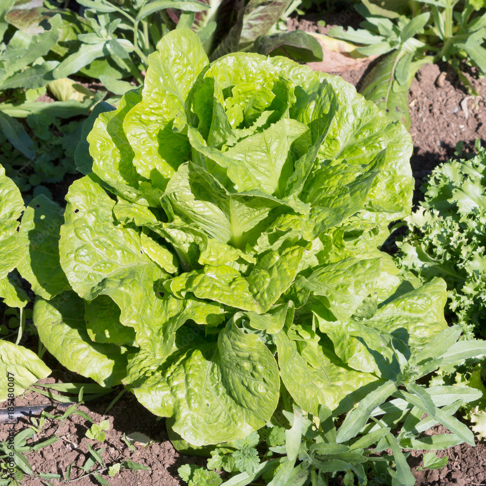 insalata insalata