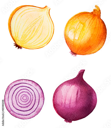 Watercolor Food Clipart - Onion